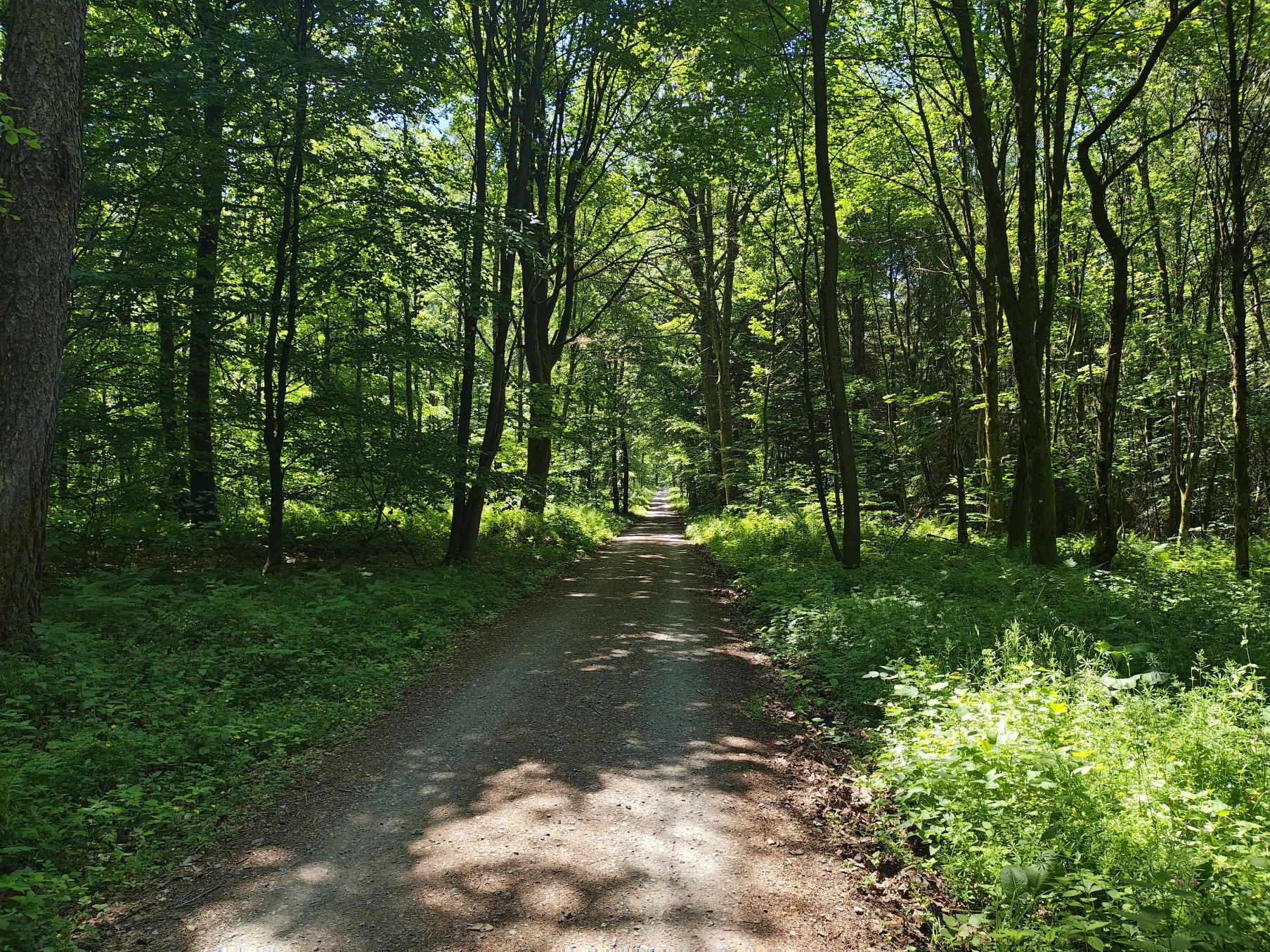 The Odenwald trail, where the forest returns what anxiety took away.